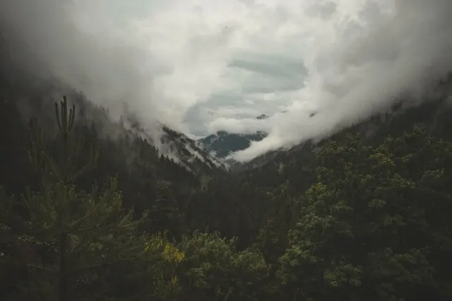 Forest on a mountainside in the clouds