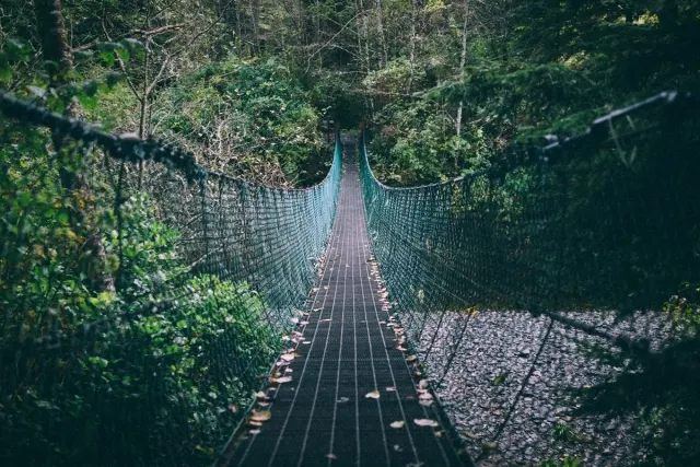 Hanging rope bridge through a green forest