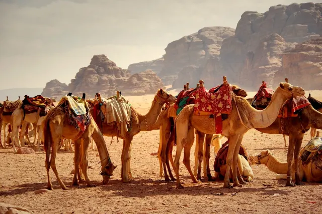 Saddled camels resting in a desert valley