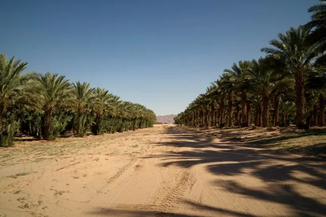 Rows of date palms on a farm