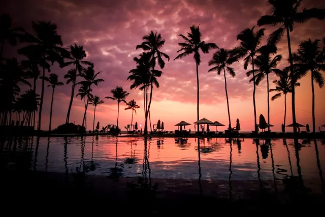 Resort swimming pool with palm trees at sunset