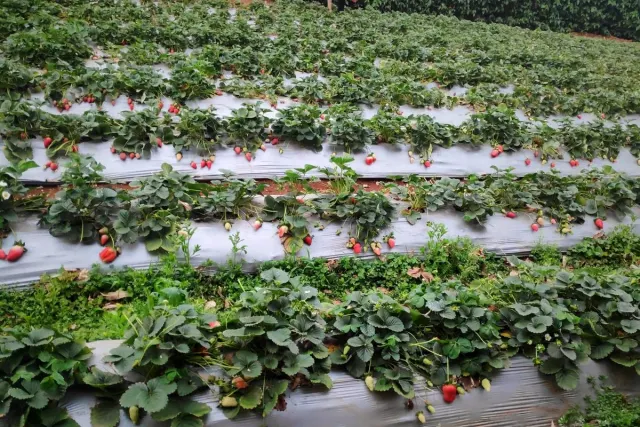 Rows of strawberry plants with ripe strawberries